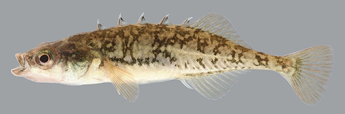 brook stickleback