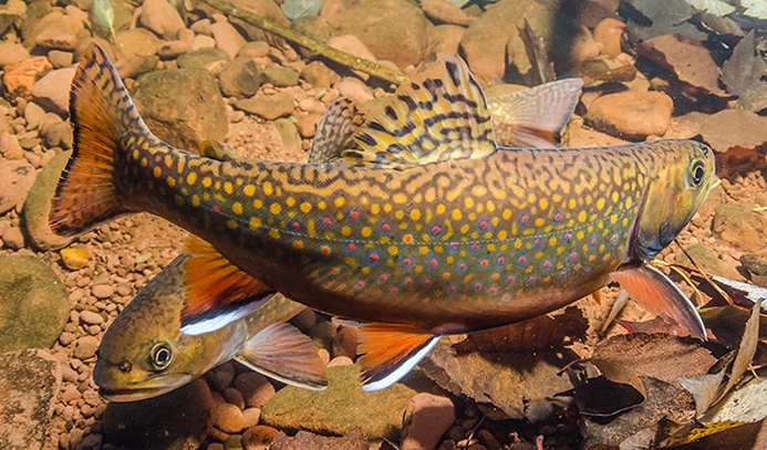 Brook Trout Underwater