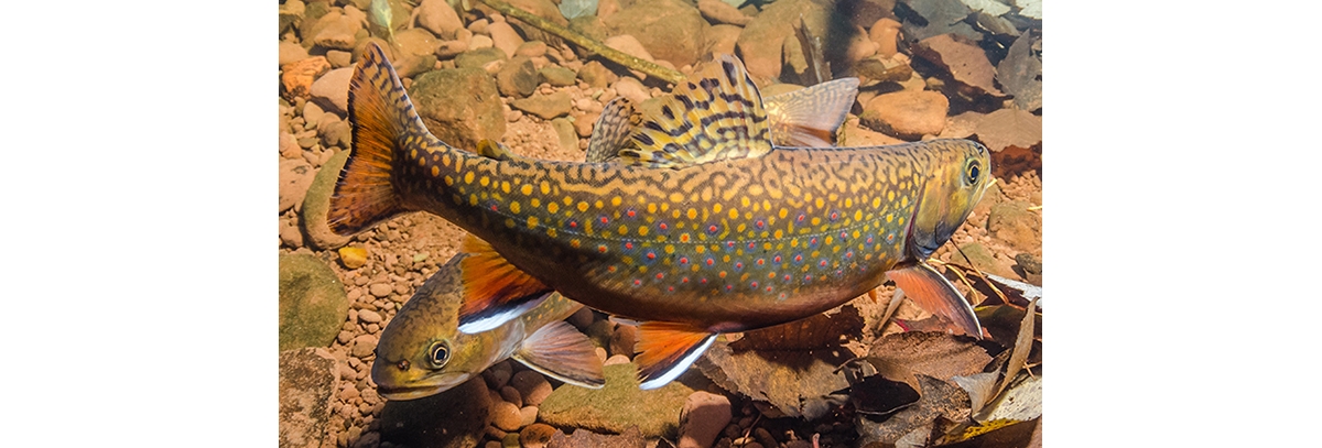 Early Trout Creel — Cisco's Gallery