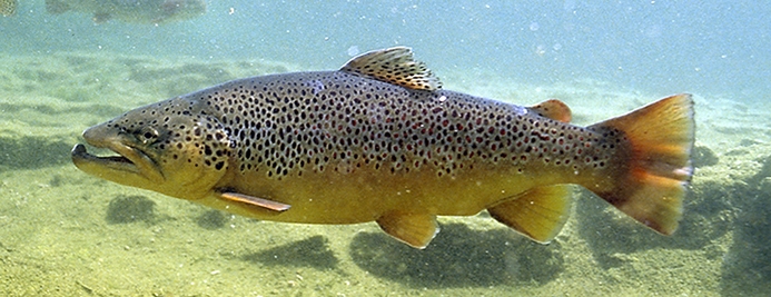 Brown Trout Underwater