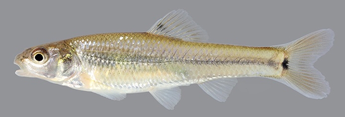 bullhead minnow