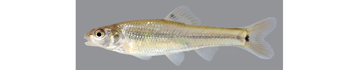 bluntnose minnow