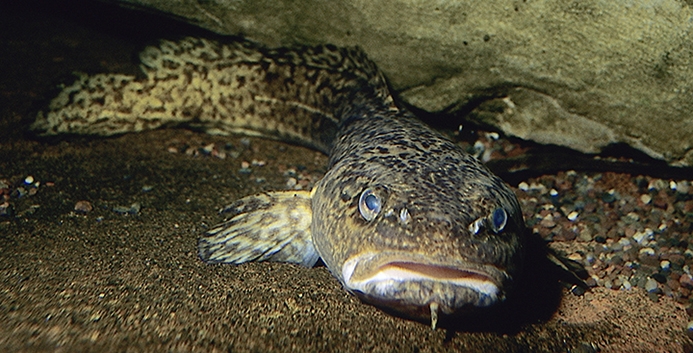 Burbot Underwater