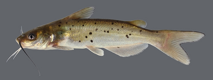 WAFChannelCatfish