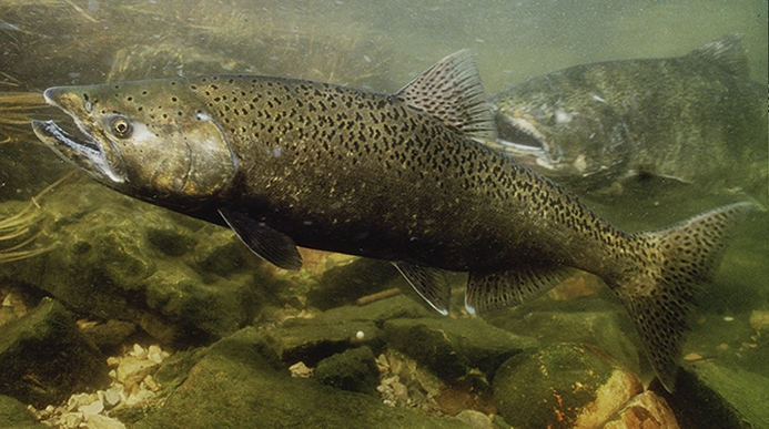 Chinook Salmon Underwater