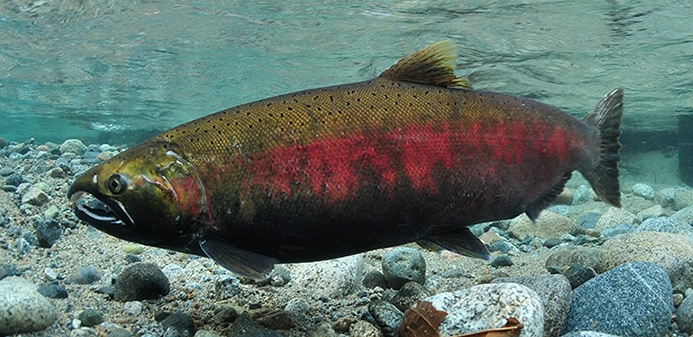 Coho Salmon Underwater