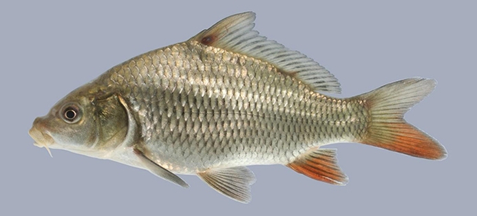 common carp