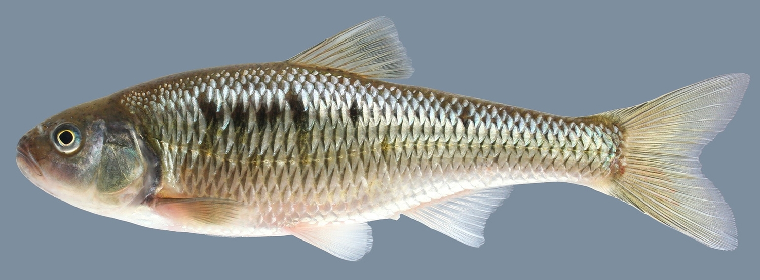 common shiner