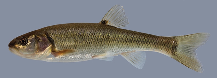 creek chub