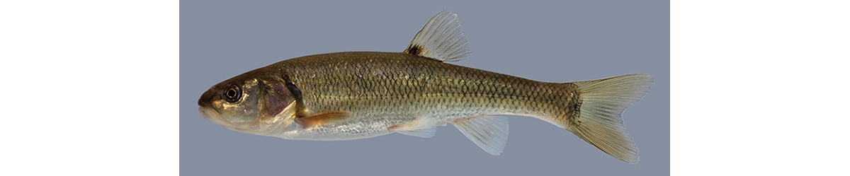 Creek Chub  Fishes of the Allegheny