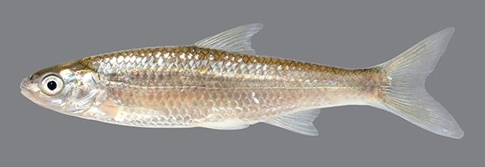 cypress minnow