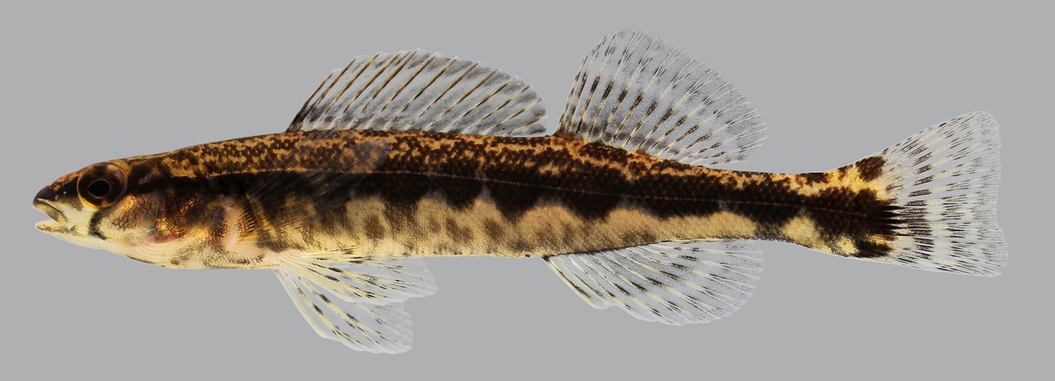 dusky darter