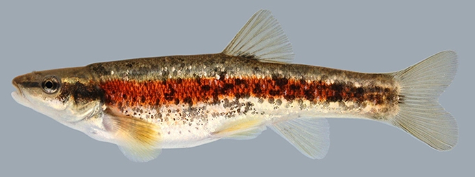 eastern blacknose dace