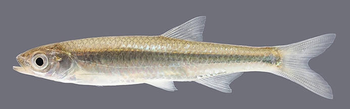 emerald shiner