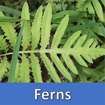 Wild About Ferns button