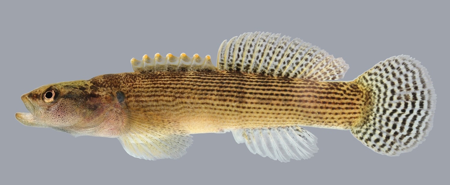 fantail darter female