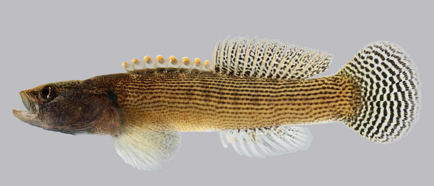 fantail darter male