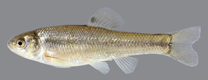 fathead minnow