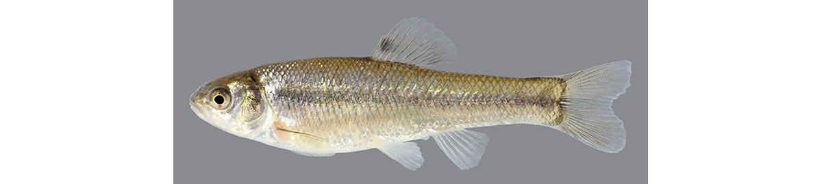 Fathead minnow (Pimephales promelas). Courtesy of US Geological Survey