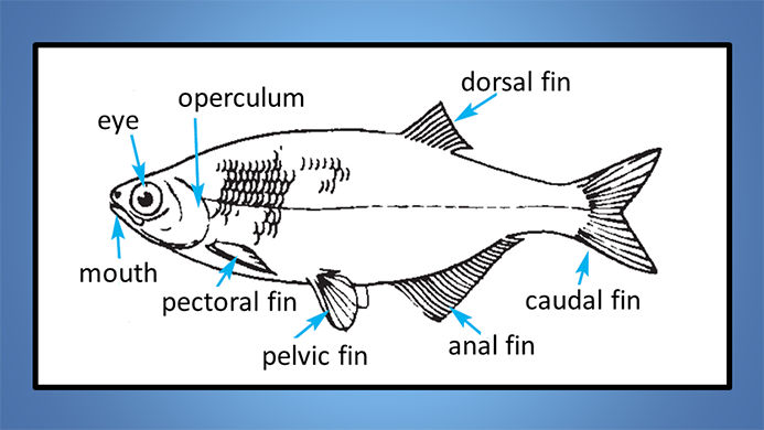 Liar Tentang Ikan Illinois!Liar Tentang Ikan Illinois!  