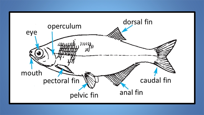 fish anatomy 