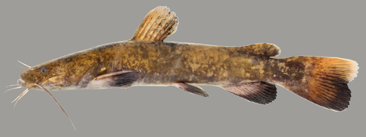 Flathead Catfish 