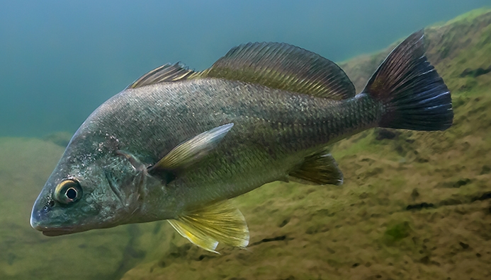 Freshwater Drum Underwater