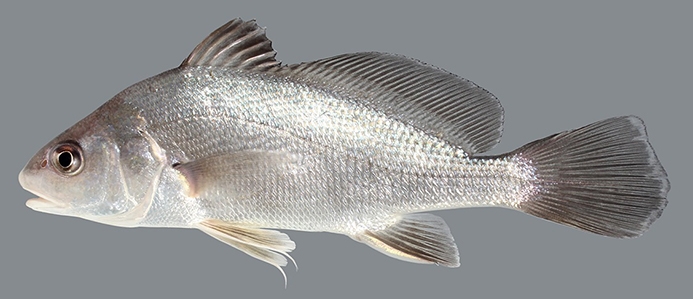 freshwater drum