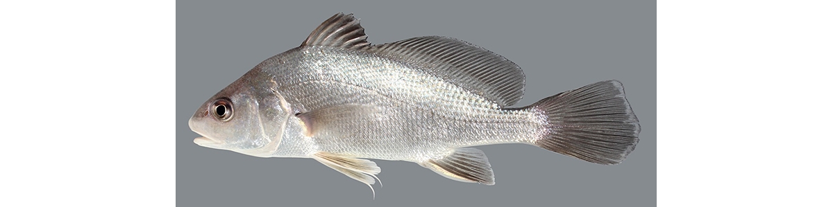 freshwater drum