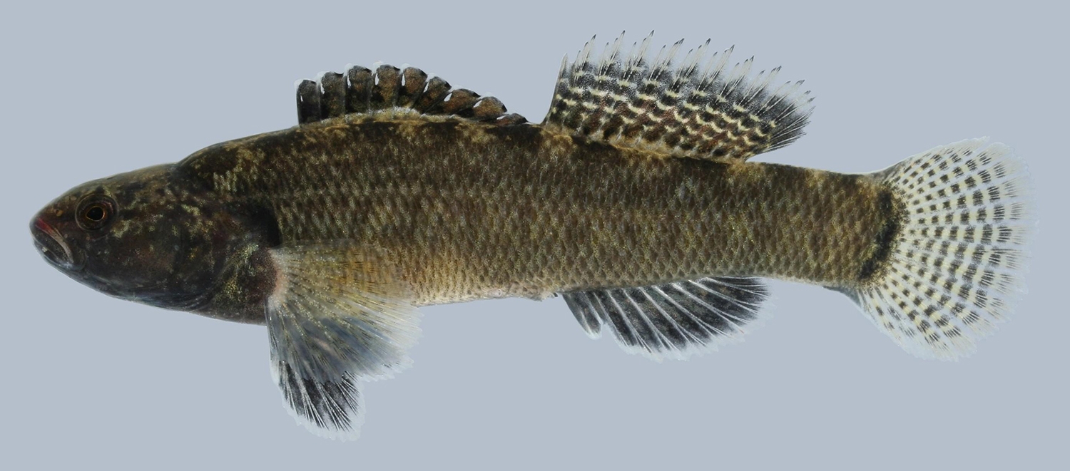 fringe darter male