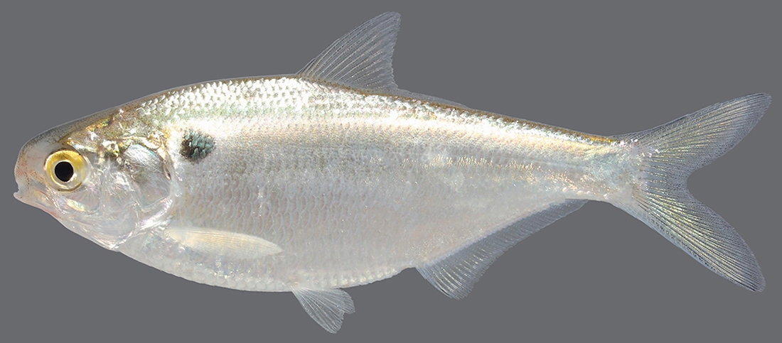 gizzard shad