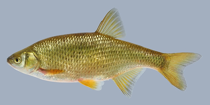 golden shiner