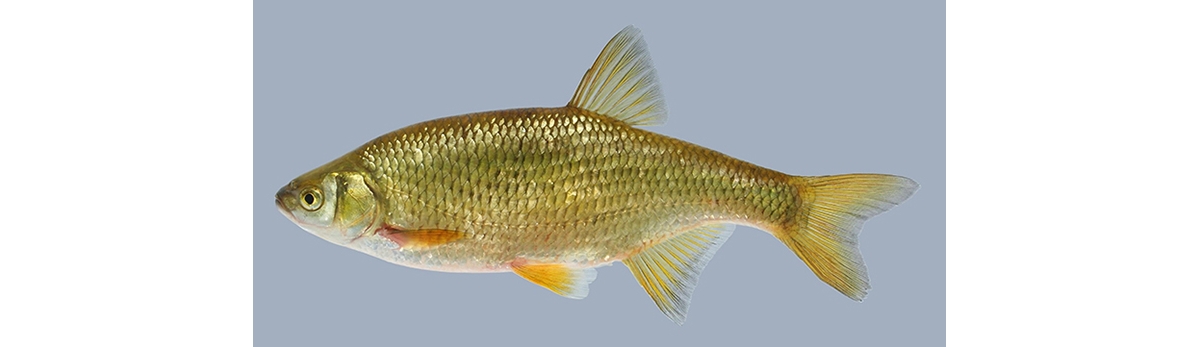 golden shiner