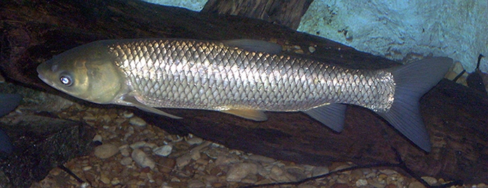 grass carp