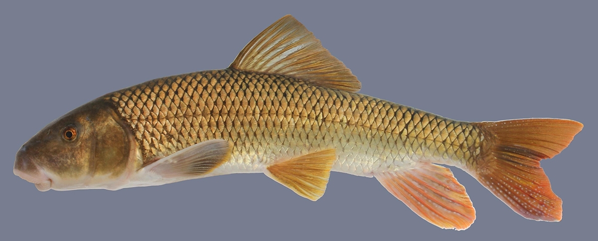 greater redhorse (Moxostoma valenciennesi)