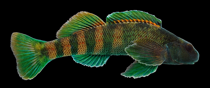 Greenside Darter male