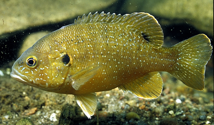 WAFGreenSunfish-EE.jpg