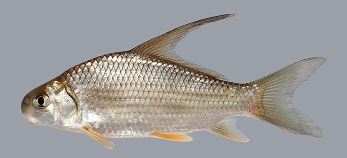 highfin carpsucker