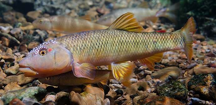 Hornyhead Chub Underwater