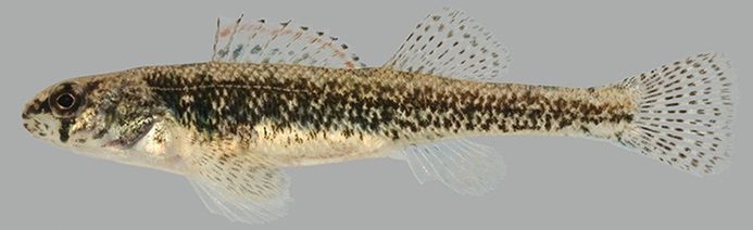 Iowa Darter Female