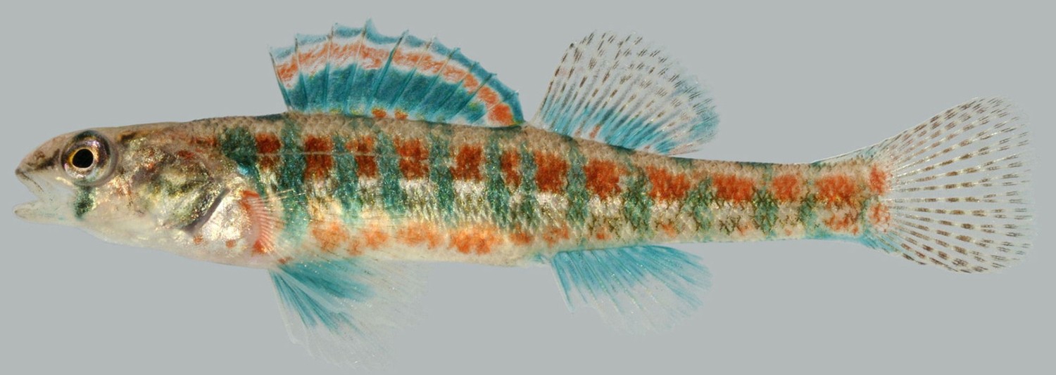 Iowa darter male