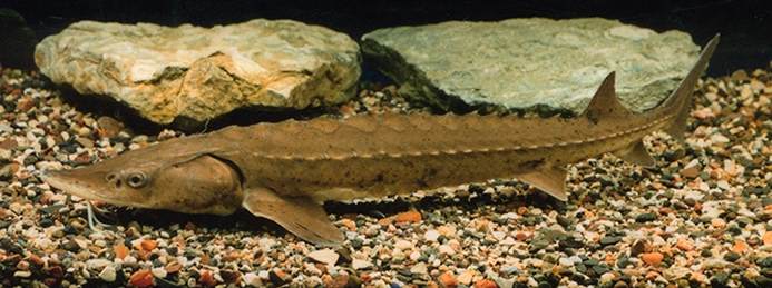 lake sturgeon