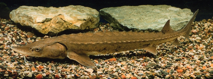 WAFLakeSturgeon