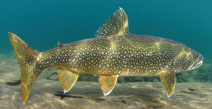 Lake Trout Underwater