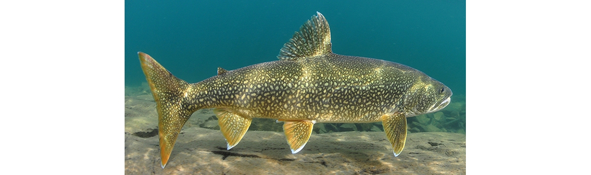 lake trout