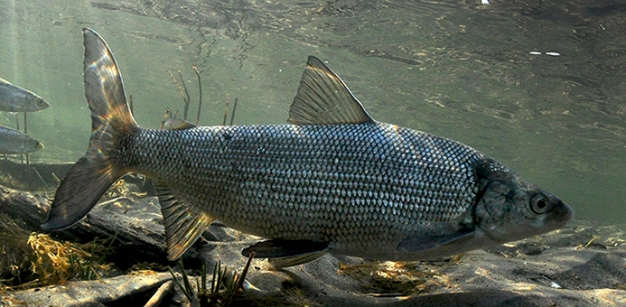 Lake Whitefish Underwater