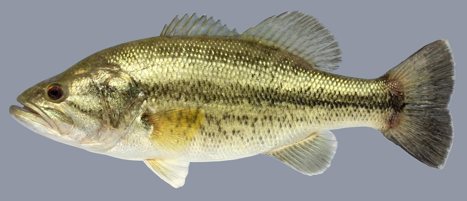 ​largemouth bass (Micropterus salmoides)