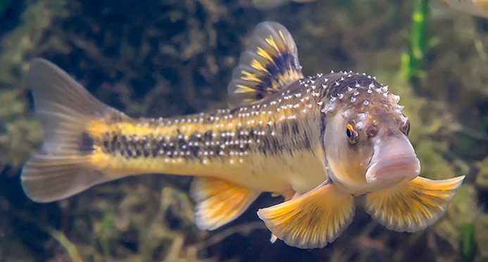 Largescale Stoneroller Underwater