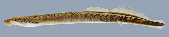 WAFLeastBrookLamprey-UT.jpg