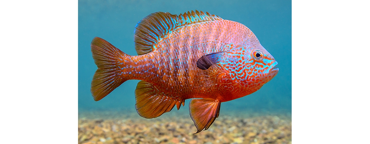 longear sunfish